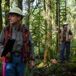 Contested timber cut takes new shape near Gold Bar