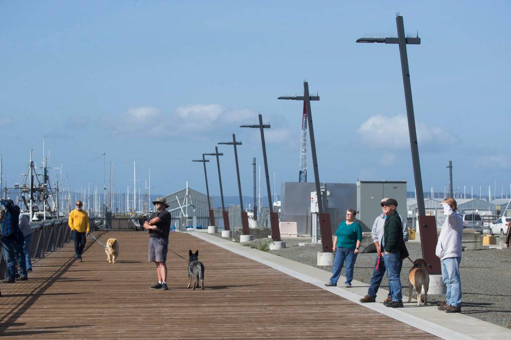 From the new pier, people walk dogs while watching the Grand Avenue Park Bridge slowly rotate into place on Wednesday in Everett. (Andy Bronson / The Herald)