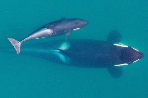 Feds propose major habitat protections for killer whales