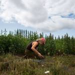 Sam Leingang works on an irrigation system at the Organic Farm School in Langley. (Olivia Vanni / The Herald)
