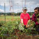 Julia Beck (left) and Raelani Kesler, both farmers in training, trim tomato plants at the Organic Farm School. (Olivia Vanni / The Herald)