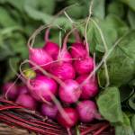 An organic bunch of raddishes grown by farmers-in-training. (Olivia Vanni / The Herald)