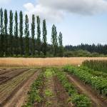 Students learn sustainable agriculture practices while managing a 10-acre certified organic farm. (Olivia Vanni / The Herald)
