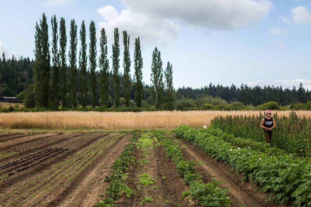 Students learn sustainable agriculture practices while managing a 10-acre certified organic farm. (Olivia Vanni / The Herald)