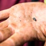 A ladybug larva is found among the plants at the Langley farm. (Olivia Vanni / The Herald)