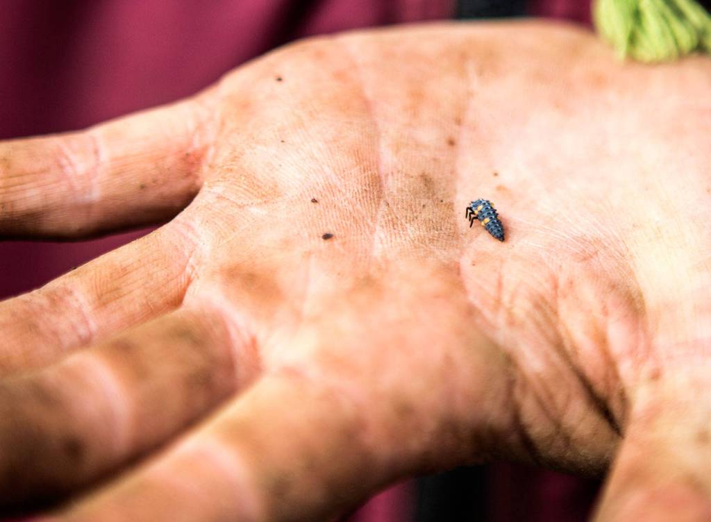 A ladybug larva is found among the plants at the Langley farm. (Olivia Vanni / The Herald)