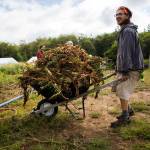 Cooper Gillen hauls a load of brush across a field at the Organic Farm School in Langley. (Olivia Vanni / The Herald)
