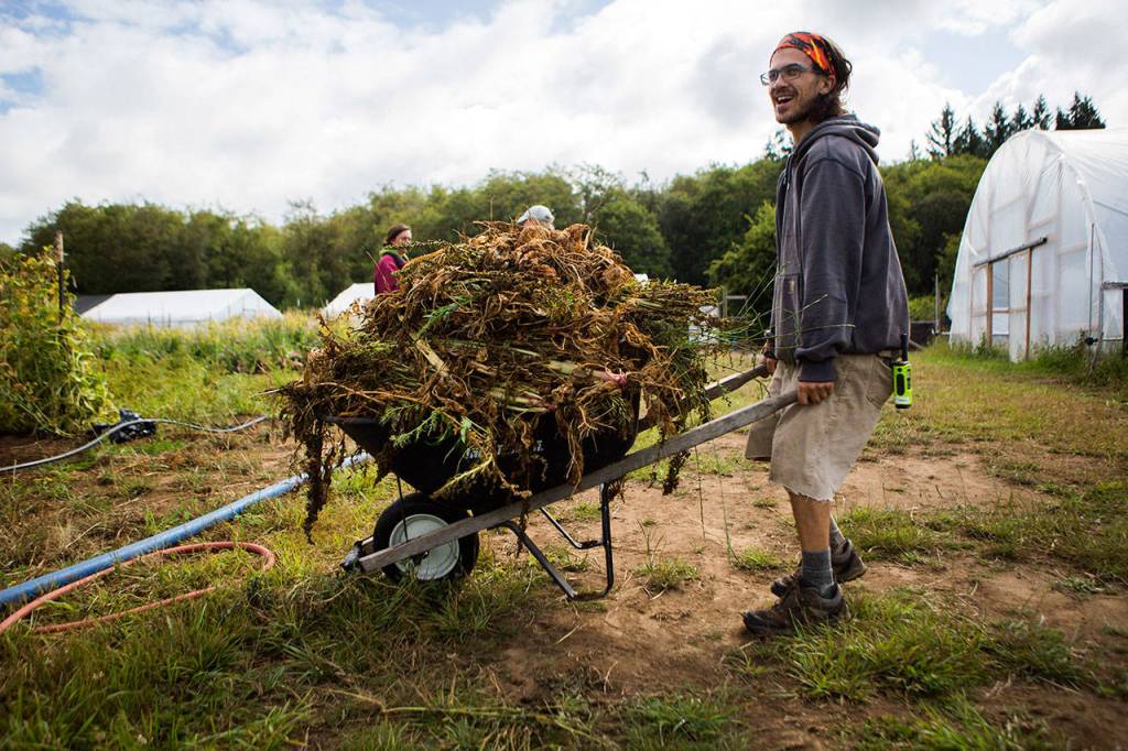 Cooper Gillen hauls a load of brush across a field at the Organic Farm School in Langley. (Olivia Vanni / The Herald)