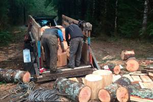 People load timber rounds that were illegally felled off the Mountain Loop Highway on state land east of Granite Falls. The firewood was delivered to area food banks. (Washington State Department of Natural Resources)