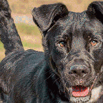 Cats, dogs and a rabbit ready to be adopted in Everett