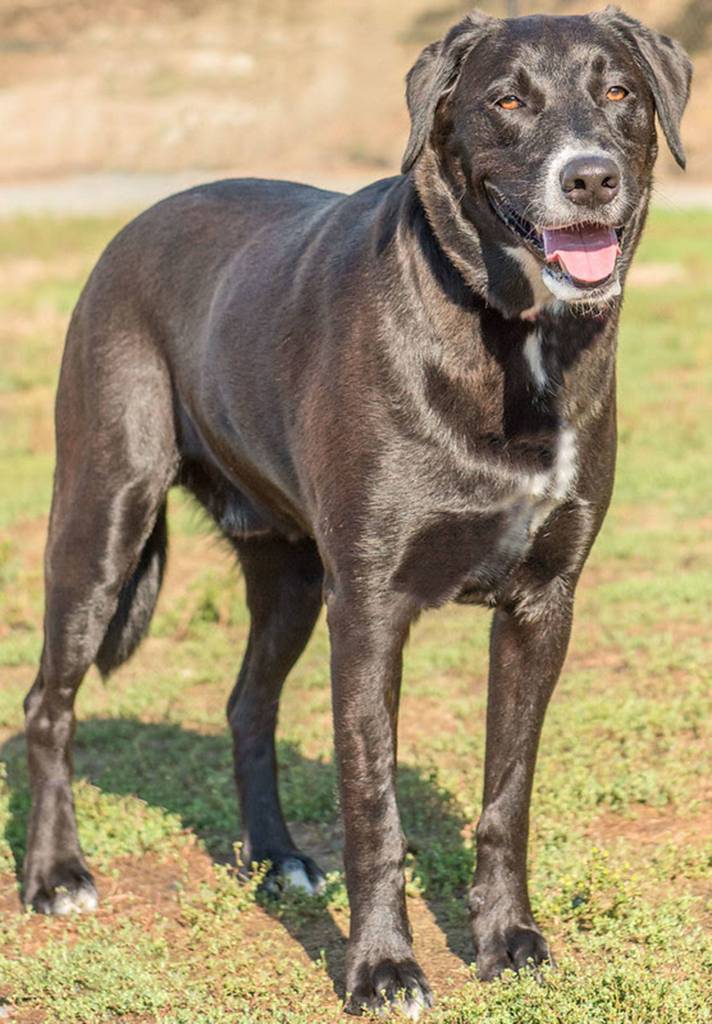 Rocky is described as a very protective dog and will occasionally nip if he doesnt trust some one. He will need a meet and greet with any resident dogs and a feline free home. Rocky is looking for a home that will provide him with lots of exercise and structure! He does like to eat rocks and plastic and has had a previous surgery to remove them. He will need an adult only home. (Curt Story/Everett Animal Shelter)
