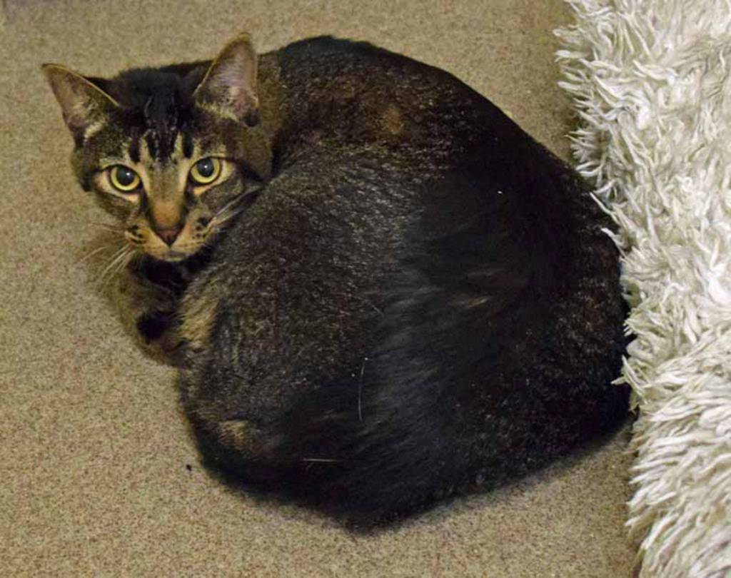 Ruby is a shy lady looking for a quiet, predictable home with a cat savvy person (kid free). She enjoys having a lap to curl up in and the company of other polite cats. Ruby will need a slow introduction to her new home. (Arleigh Movitz/Everett Animal Shelter)