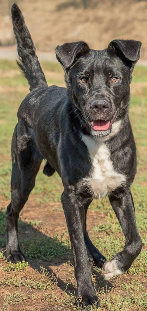 Woodstock is a very active young dog! He would make a great hiking or running buddy. He will need a meet and greet with any resident dogs and a feline free home. Teddy has had very little training and can easily knock over young children. Any children in the home must be over 7 years old. This dude is not suited for apartment living. (Curt Story/Everett Animal Shelter)