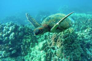 Hawaii coral show signs of stress amid record-setting heat