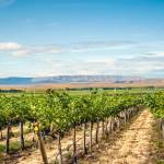 The Wahluke Slope near the Columbia River downstream from Vantage is one of the most reliable growing regions in Washington. (Richard Duval Images)