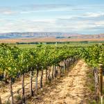 Wahluke Slope provides the backbone to Washington wine