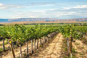 Wahluke Slope provides the backbone to Washington wine