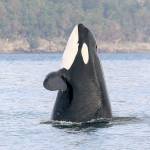 An orca known as J2 pokes her head upward while swimming in the Salish Sea near the San Juan Islands. A Killer Whale Tales talk is scheduled for Oct. 5 at the Northwest Stream Center at McCollum Park in Everett. (Traci Walters / The Center for Whale Research)