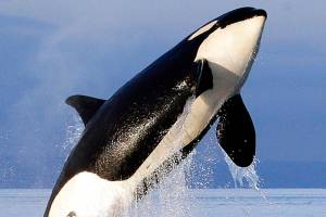 Editorial: Gutting Endangered Species Act won’t save jobs