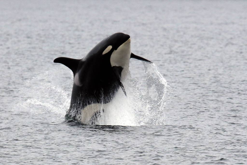 These Southern Resident orcas breached off the coast of Hat Island on Sept. 21. Professional photographer Bart Rulon caught them while on a Puget Sound Express whale-watching tour from Edmonds. (Bart Rulon/ BartRulon.com)