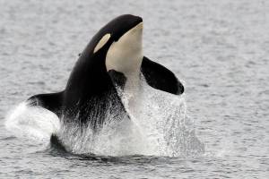 Watch orcas leap and swim in fish-rich Possession Sound