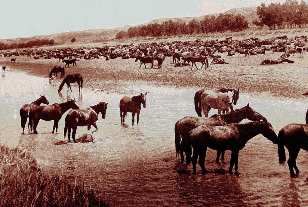 The Kemptons raised horses for the army and polo-playing royalty on a ranch established in 1882. (Family photo)