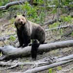 This April 29 photo shows a grizzly bear and a cub along the Gibbon River in Yellowstone National Park, Wyoming. (Frank van Manen/The United States Geological Survey via AP,File)