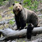 Feds seek new comments on grizzly bear plans