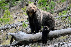 Feds seek new comments on grizzly bear plans