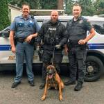Marysville Police dog Steele found a suspect hiding under a parked car Sunday, Sept. 29, 2019 in Mobile Manor after Washington State Patrol pursued the driver on I-5. (Marysville Police Department)