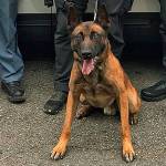 Marysville Police dog finds suspect under parked car