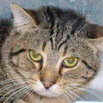 Which one of these cats, dogs or rabbit will you adopt?