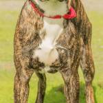 Adonis is a very sensitive big puppy. He is very jumpy when things are new and he needs lots of socialization. If you are looking for a handsome project dog he may be the one for you! He will need a meet and greet with any resident canines and he has not lived with cats. Any children in the home need to be over the age of 12 years and respectful of large breed under socialized dogs.