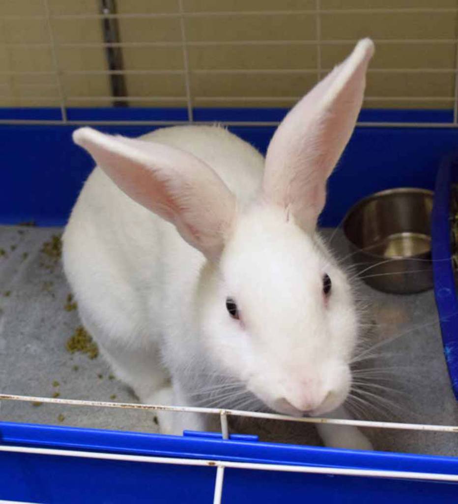 Hoppity was found outside, all on her own. Shes lucky someone rescued her before she got into danger! Hoppity will live happily indoors as long as she has daily supervised playtime outside her cage. Hoppity is still litter box training. She loves to eat LOTS of timothy hay every day and an occasional small carrot is nice, too. Hoppity will need a SLOW introduction to any resident animals or prefer to the only rabbit in your life.