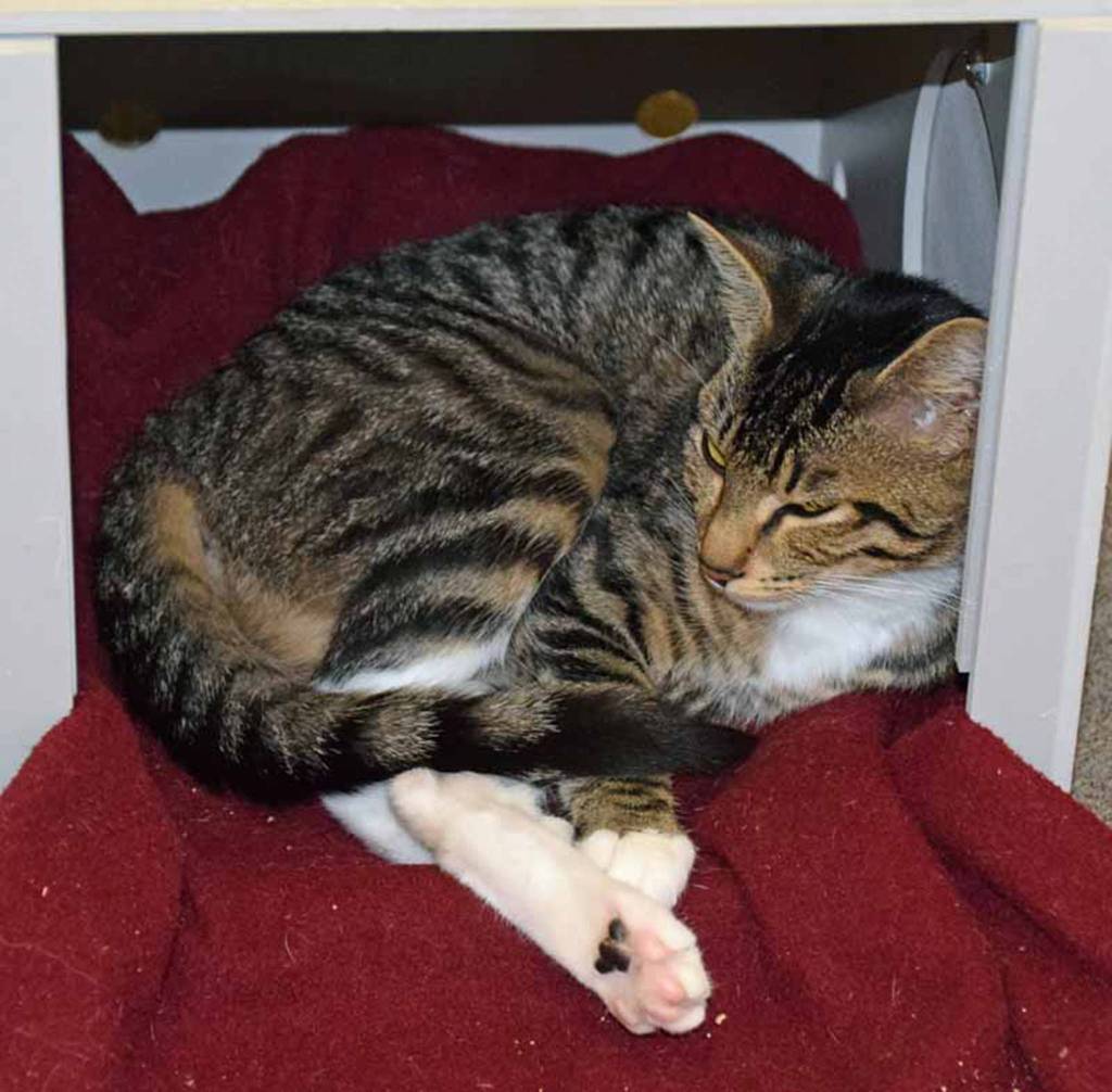 1 year old Rose is a quiet cat at the moment. She is still settling into her new routine. We believe that once she settle into her new home/routine, she will be loving and playful.