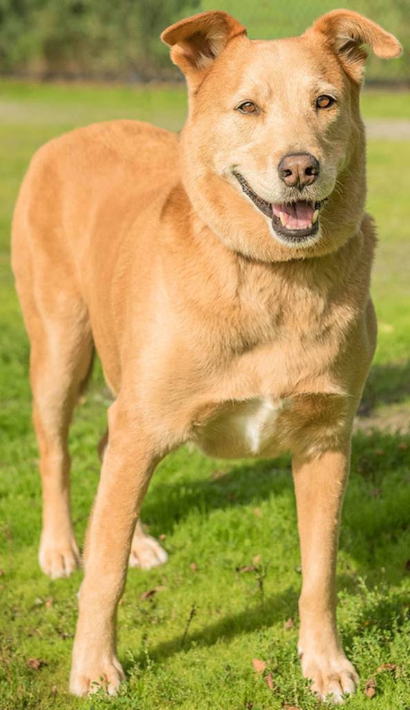 Sassy is a wonderful girl looking for a new home, she has been around kids of all ages and other dogs (she will need a meet and greet) but she doesnt like cats (too much fun to chase!). Sassy has separation anxiety and cant be left alone in the house for too long but seems to be OK in the yard so this will need some work so she can be comfortable when left alone (she doesnt crate).