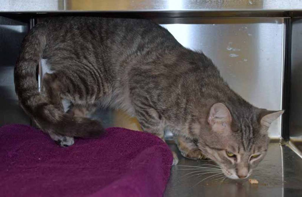 Scooter is a shy guy. This 3 year old does not like to be picked up BUT enjoys short chin rubs. Scooter needs someone who can help him overcome his shyness. Scooter has lived with other cats.