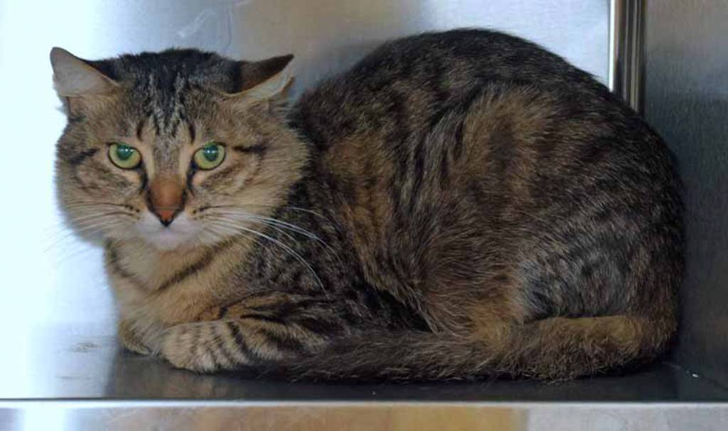 Sweet Sherbet is a shy guy. He does not like to be picked up BUT enjoys short chin rubs. 1 year old Sherbet needs someone who can help him overcome his shyness. Sherbet has lived with other cats.