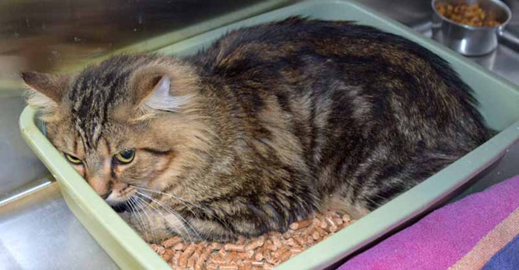 Simon is shy 2 year old guy. He does not like to be picked up BUT enjoys short chin rubs. Simon needs someone who can help him overcome his shyness. Simon loves to hide in boxes and kitty caves. Simon has lived with other cats.