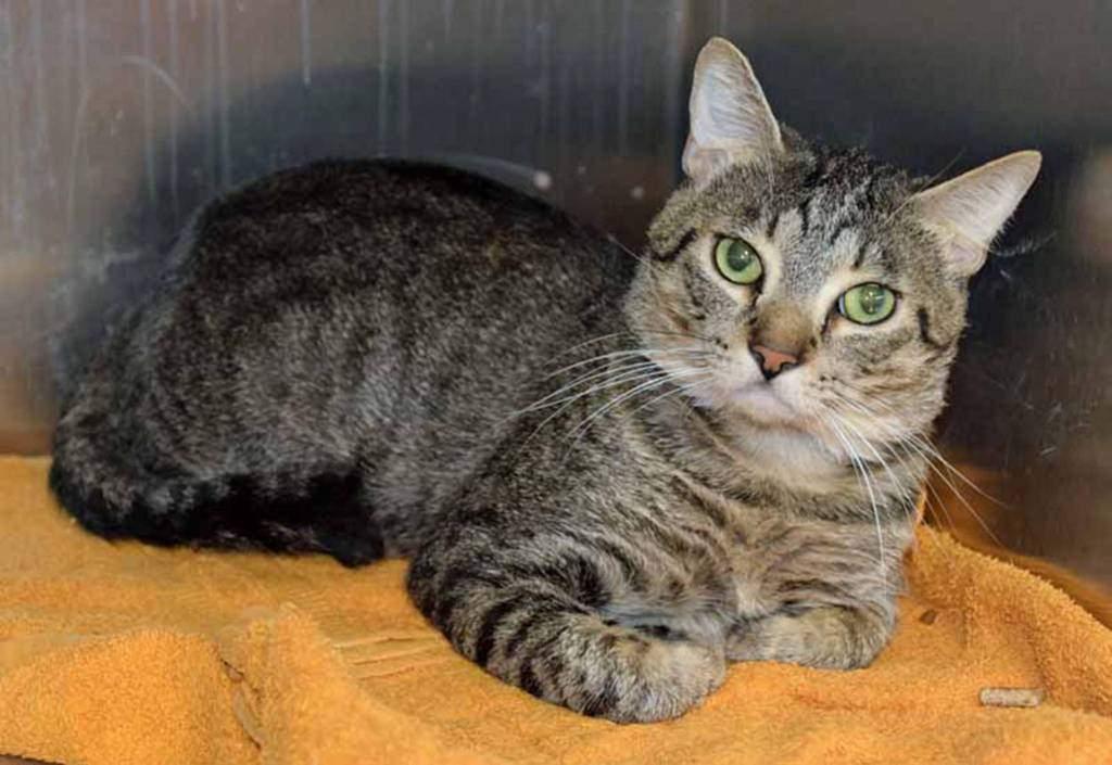 Sweet Sinatra is a shy guy. While this 3 year old may not sing ballads for you, he may sing for his supper! He does not like to be picked up or singing in the rain, BUT enjoys short chin rubs. Sinatra needs someone who can help him overcome his shyness. Sinatra has lived with other cats.