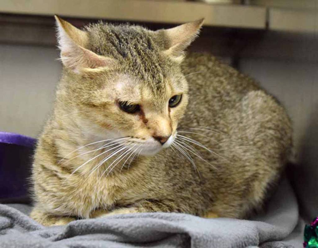 3 year old Starla is a friendly gal who would love to get to know you. Her dainty features will be sure to make you smile. She enjoys being petted BUT does not like to be picked up. Starla has lived with other cats.