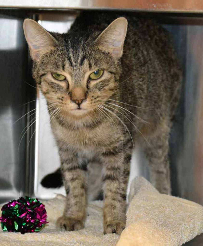 Shy Miss Stella Bean is a tiny gal. She weighs just under 6 lbs. Stella Bean is just 4 years old and is looking for a home to help her overcome her shyness. While she doesnt like to be picked up, she does love attention and kitty treats. Come meet this tiny gal today.