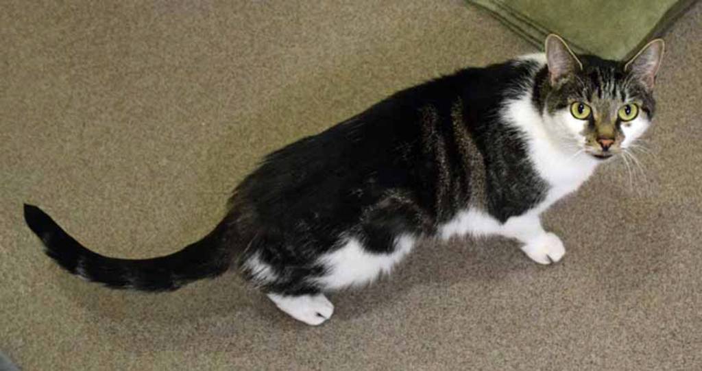 What a beautiful name (Sunflower) for a beautiful cat. Sunflower come to us as a lost cat. We do not know how she will do with other cats but we think she should be fine because of her calm personality.