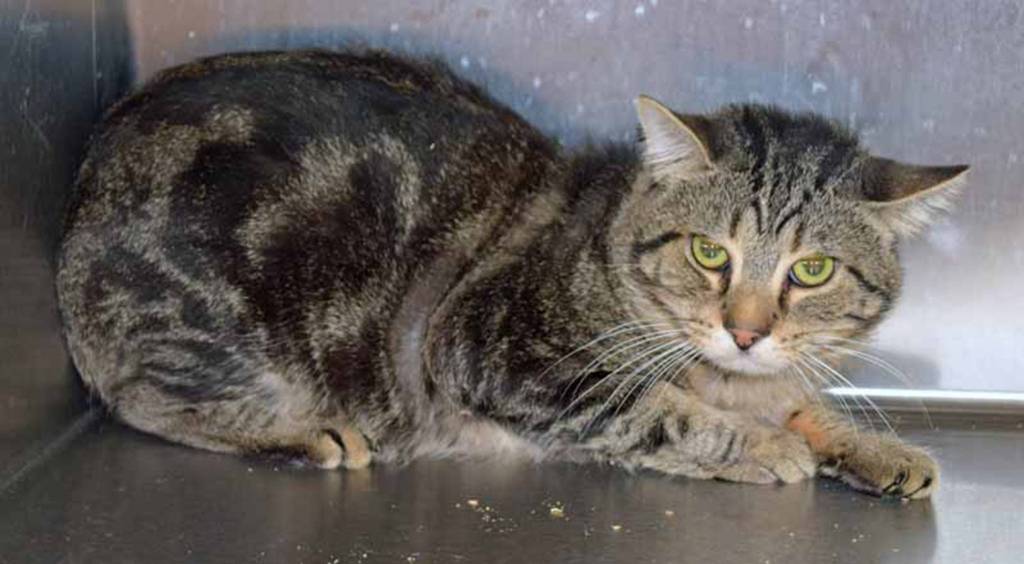 Sunkist is a shy guy. He does not like to be picked up BUT enjoys short chin rubs. 2 year old Sunkist needs someone who can help him overcome his shyness. quiet bonding time and kitty treats may be all he needs! Sunkist has lived with other cats.