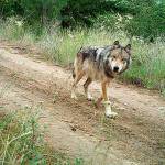 A gray wolf travels on an old forest road in North Central Washington. (Conservation Northwest, file)