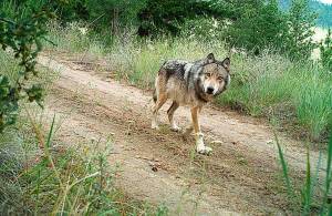 A gray wolf travels on an old forest road in North Central Washington. (Conservation Northwest, file)