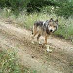 Gov. Jay Inslee is looking for changes in wolf management