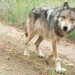 Gov. Jay Inslee is looking for changes in wolf management