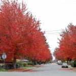 In 20 years, the neighborhoods near the Mountlake Terrace Transit Center could look radically different. (Lizz Giordano / The Herald)