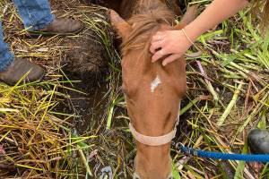 Rescuers save horse from neck-deep mud on Whidbey Island